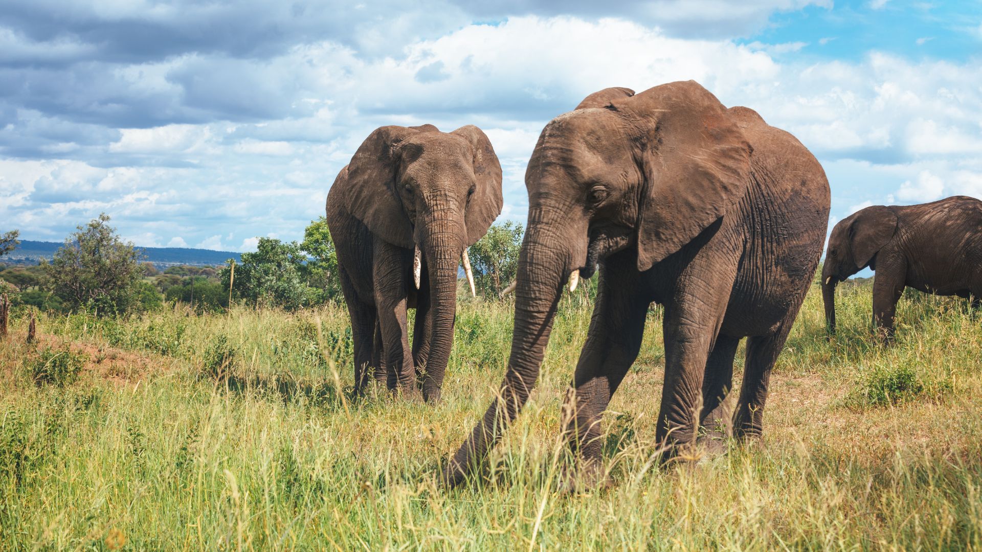 Elephants Tanzanie