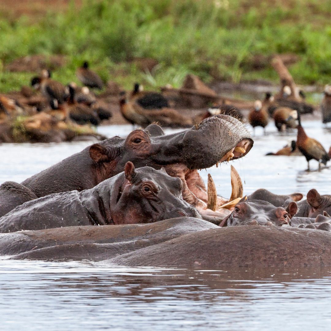 Lac Manyara