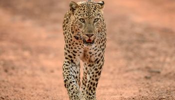 Safari 10 jours Big Five & Zanzibar