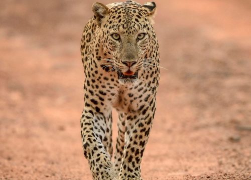 Safari 10 jours Big Five & Zanzibar