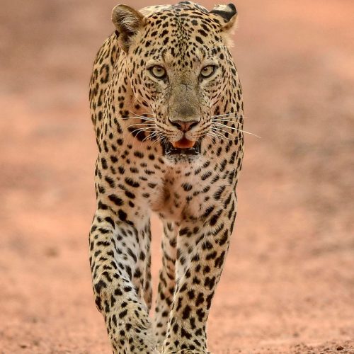 Safari 10 jours Big Five & Zanzibar