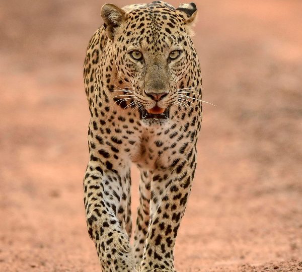 Safari 10 jours Big Five & Zanzibar