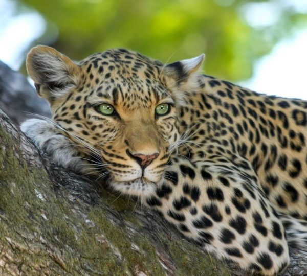 Léopard safari famille Tanzanie