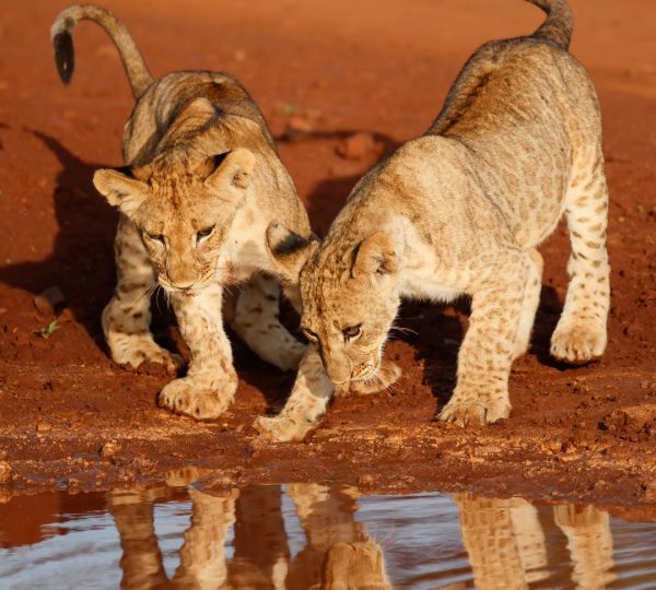 Lune de miel voyage de noces de rêve en Tanzanie