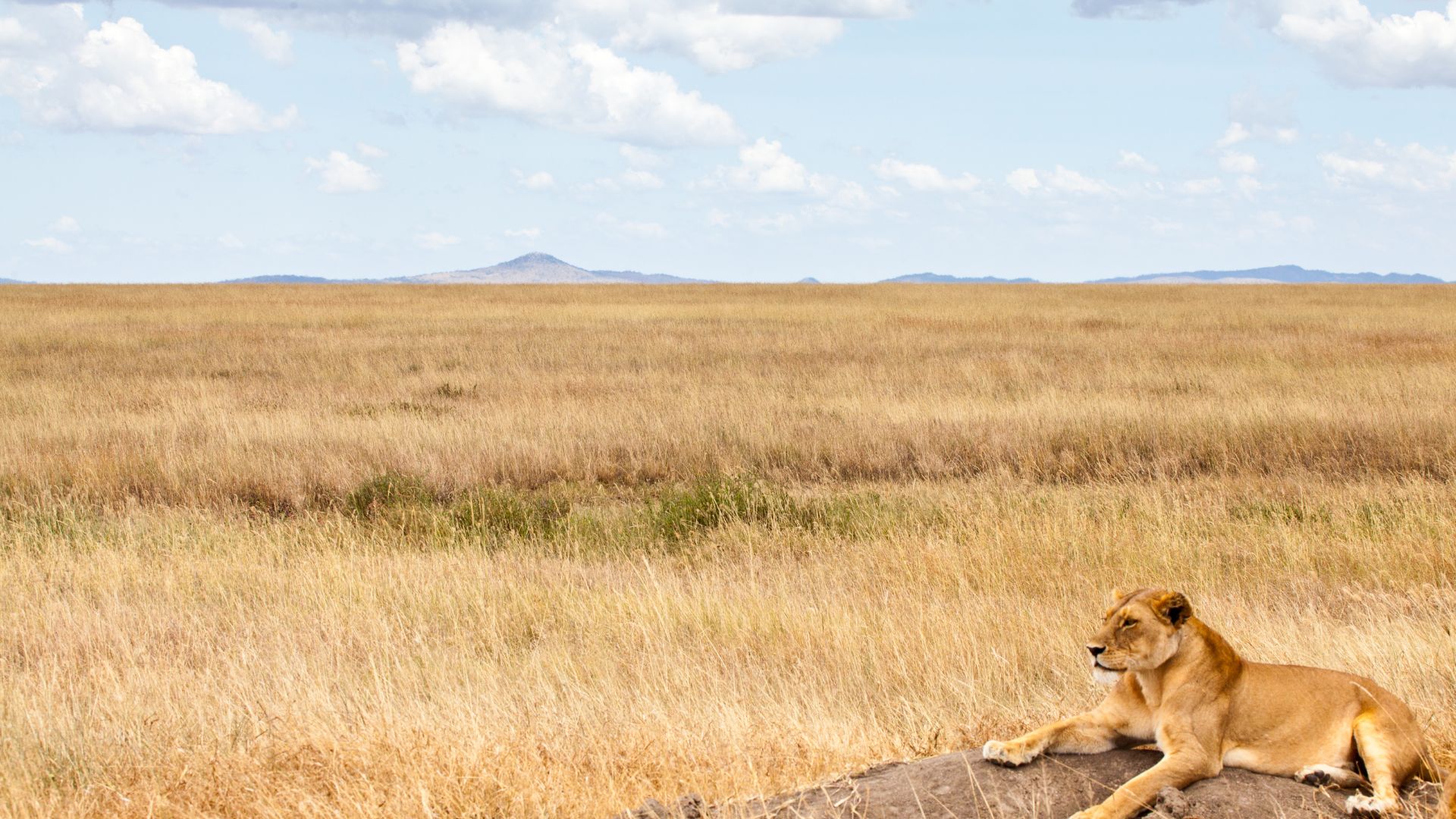 Lion Tanzanie