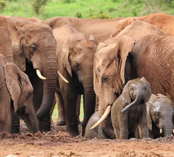 Famille d'éléphant en Safari privatif