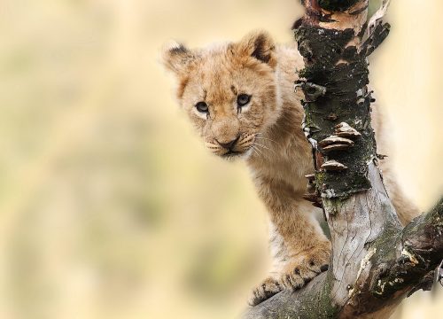 Safari Privatif Esprit de Tanzanie