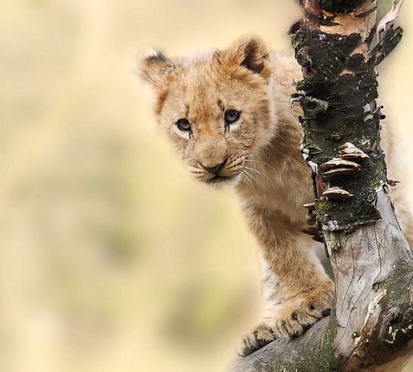 Safari privatif Esprit de Tanzanie