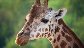 Safari Karibuni 9 jours