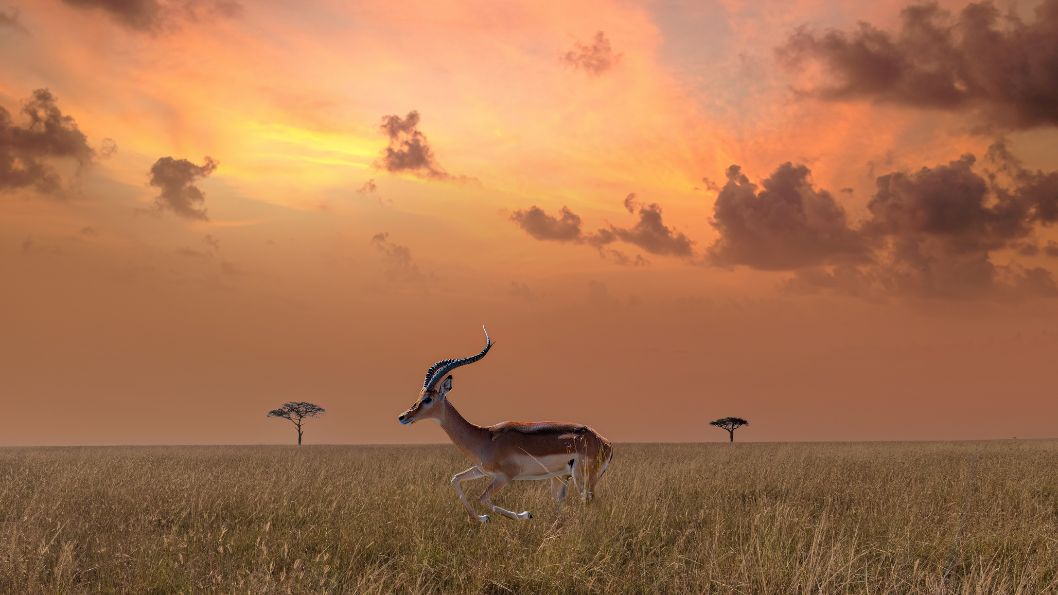 Antilopes du parc Serengeti en Tanzanie