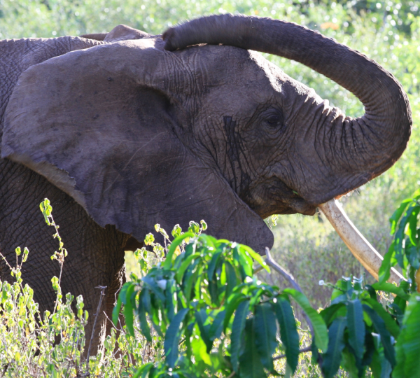 Elephant Manyara