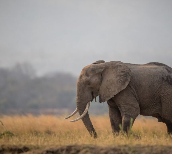 Eléphant Serengeti