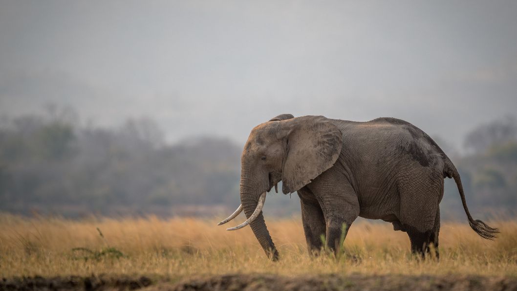 Eléphant du Serengeti