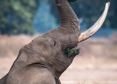 Safari privatif 15 jours Parc du Nord et Zanzibar