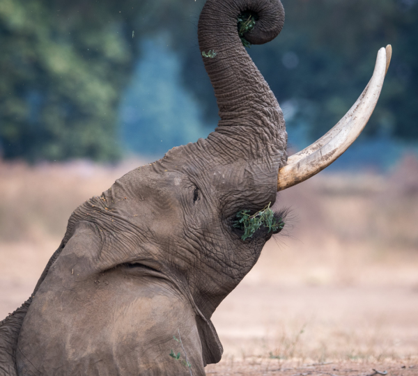 Eléphant de Tanzanie