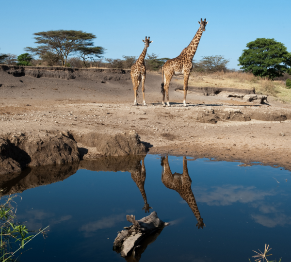 Girafes en Tanzanie