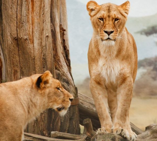 Lionnes Serengeti