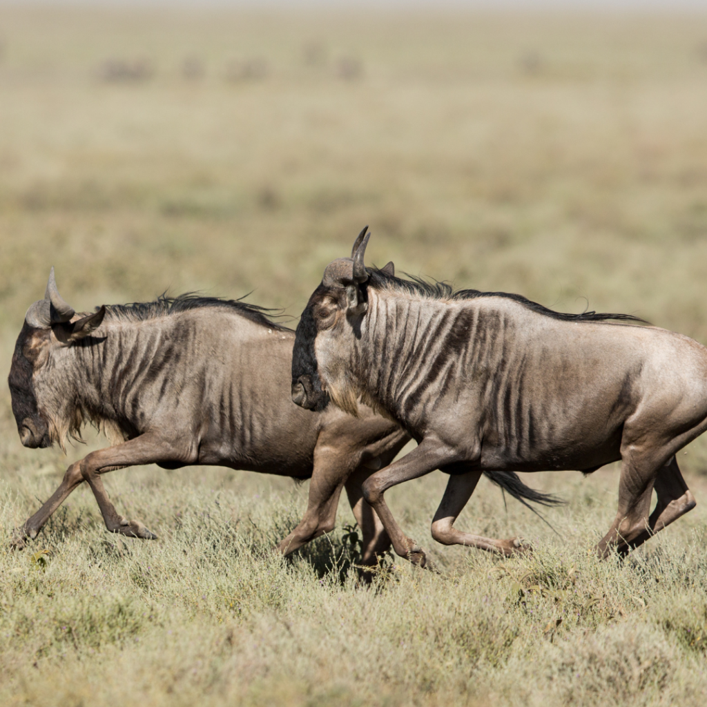 Migration à Ndutu