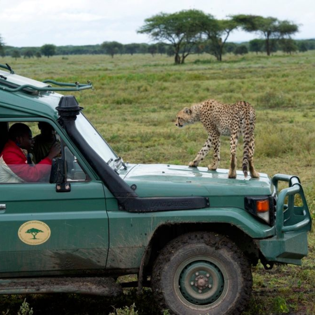 Safari en Tanzanie