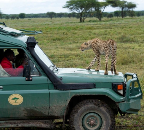 Safari en Tanzanie