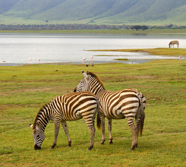 Zèbres du cratère du Ngorongoro