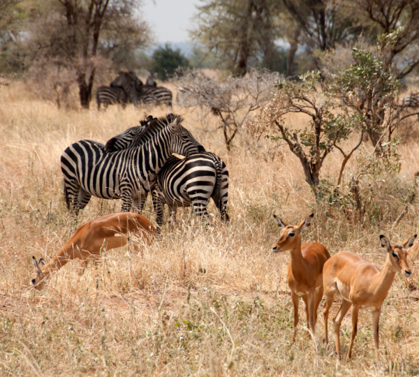Zèbres et antilopes de Tanzanie