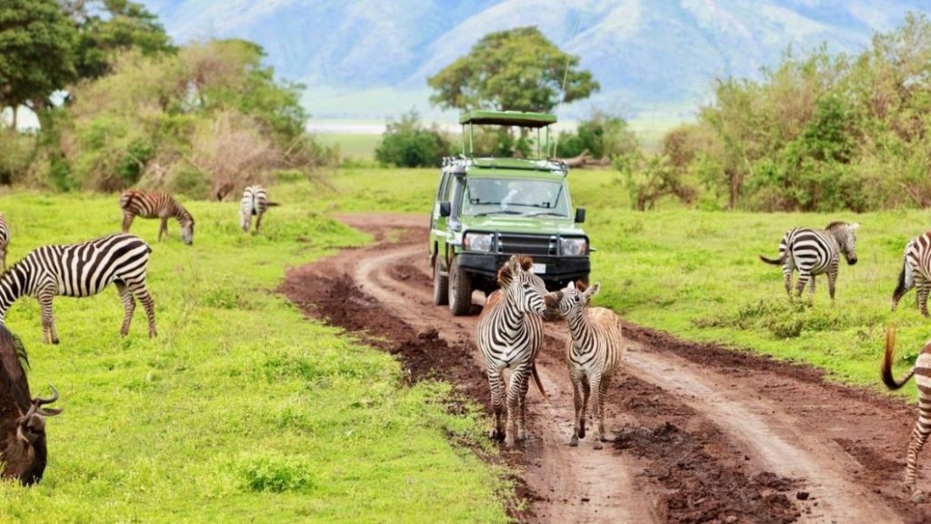 parc de Manyara zèbre