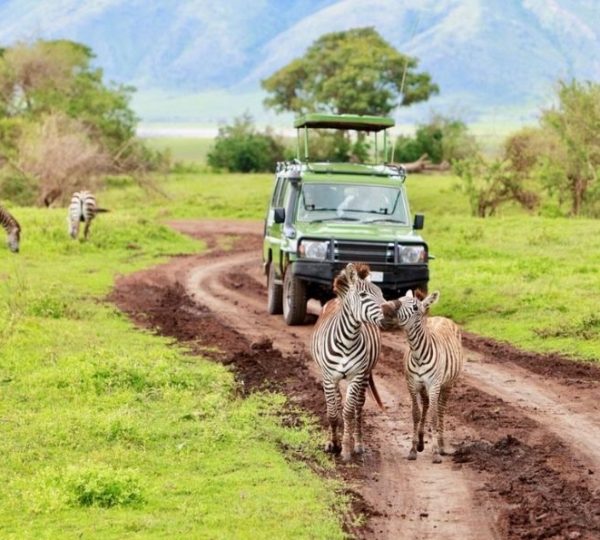 parc de Manyara zèbre