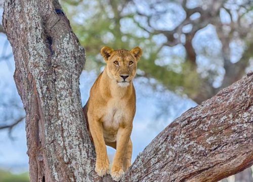 Safari Saadani 2 jours